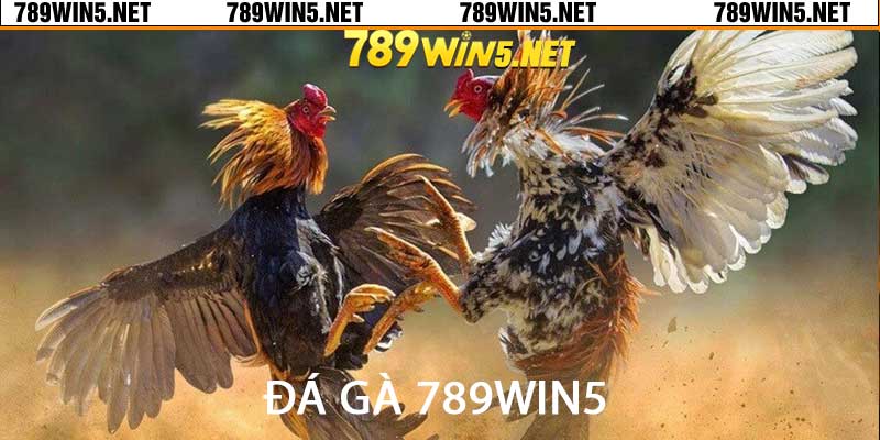 đá gà 789win5